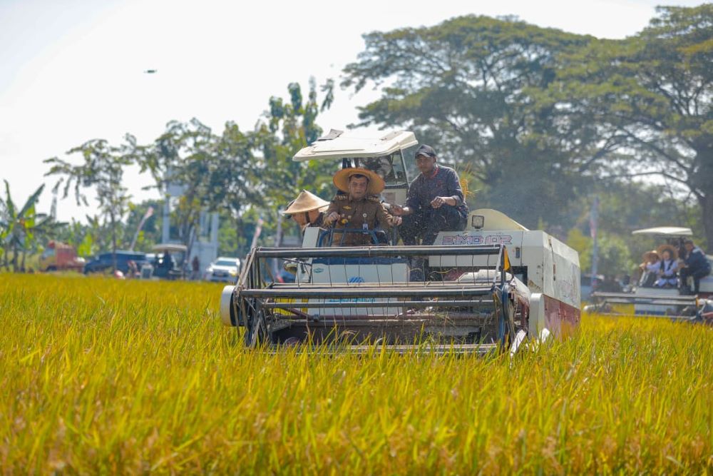 Panen Raya Dorong Surplus Beras di Jateng