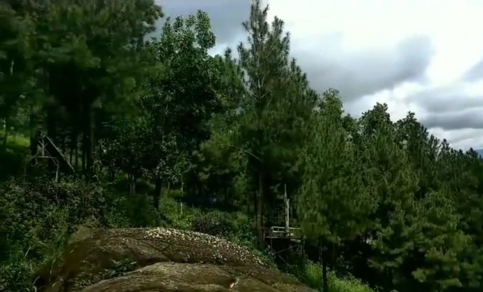 Hutan Pinus Sawangan, Pelarian Sejuk dari Hiruk Pikuk Kota Purwokerto